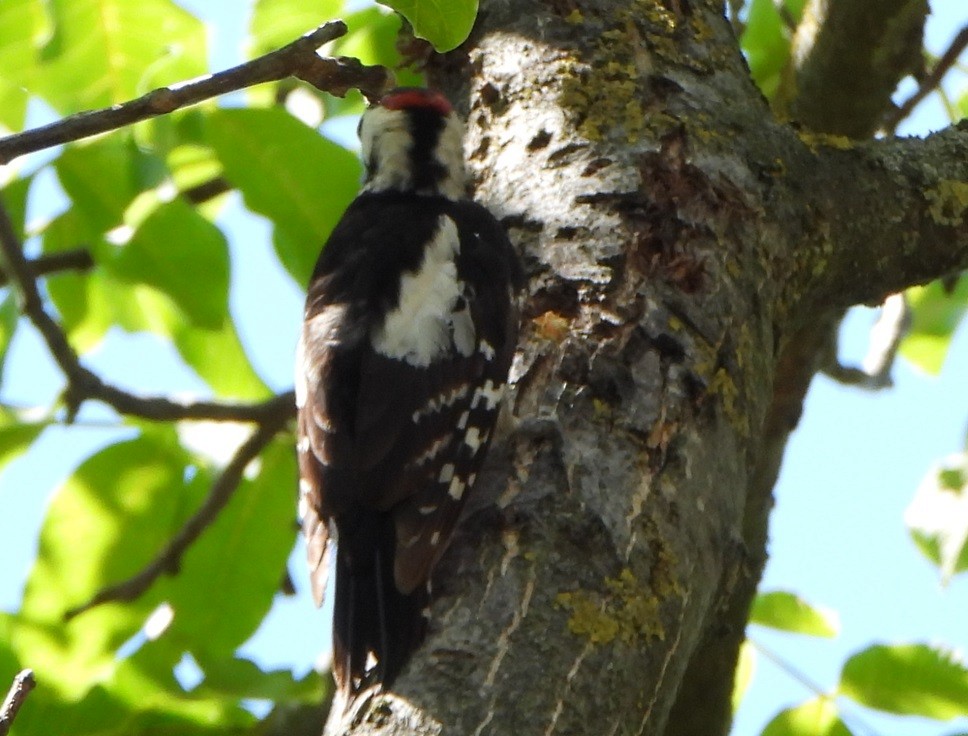 Syrian Woodpecker - ML620477584