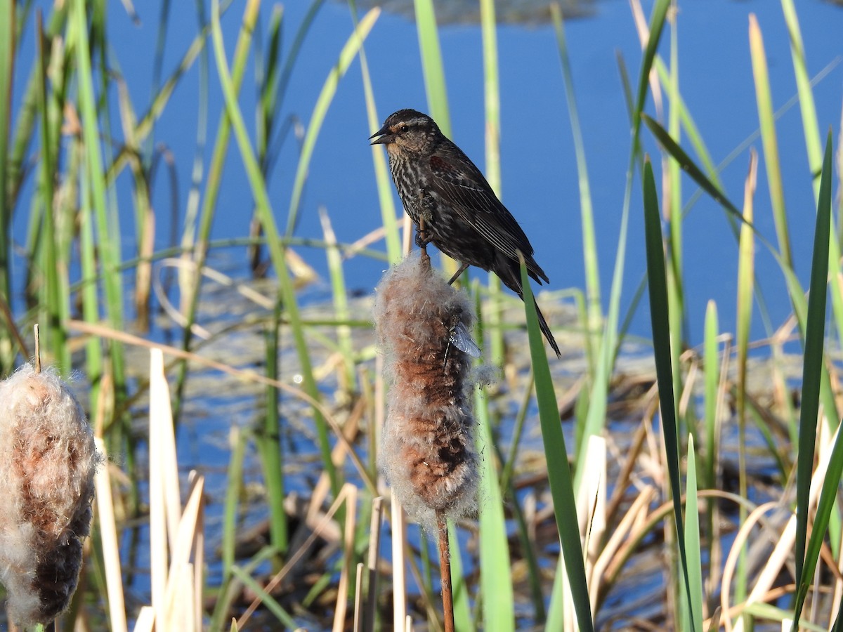 Red-winged Blackbird - ML620477585