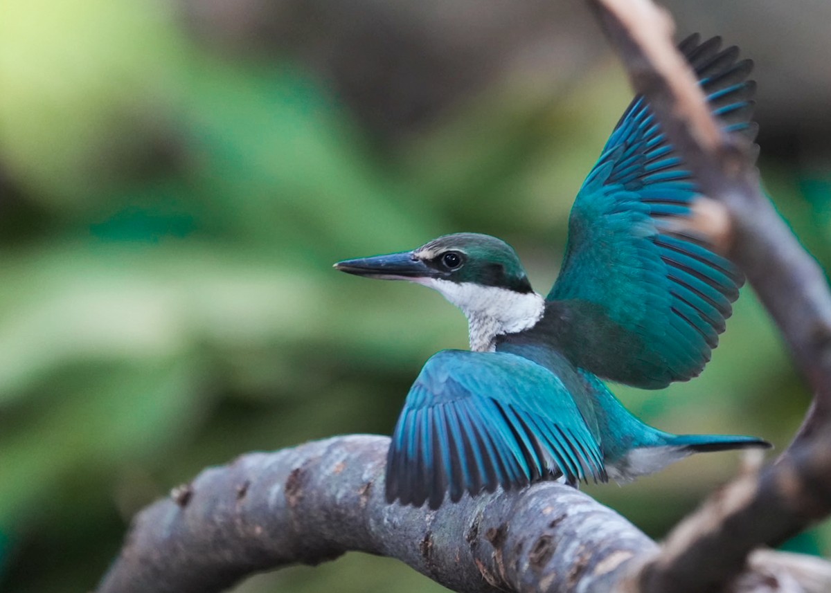 Collared Kingfisher - ML620477586