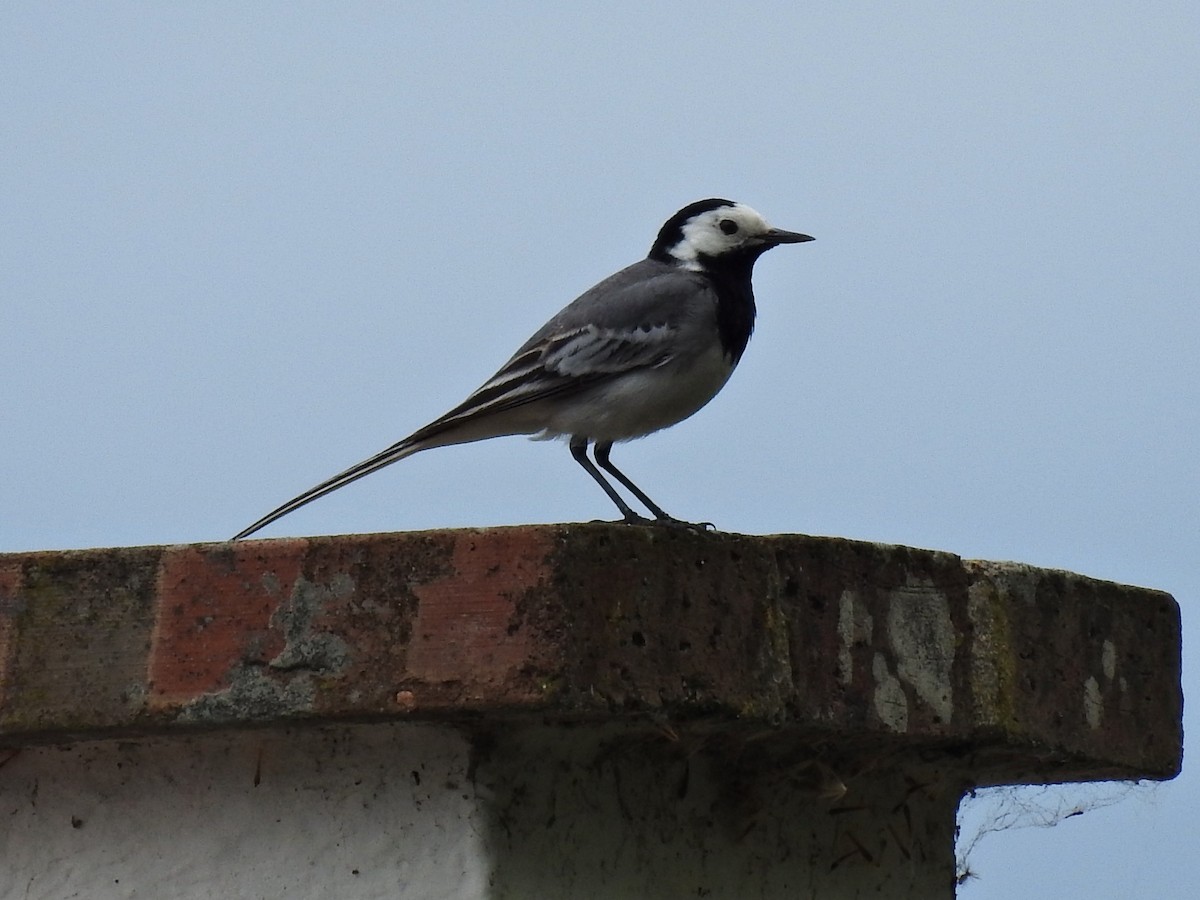 White Wagtail - ML620477587