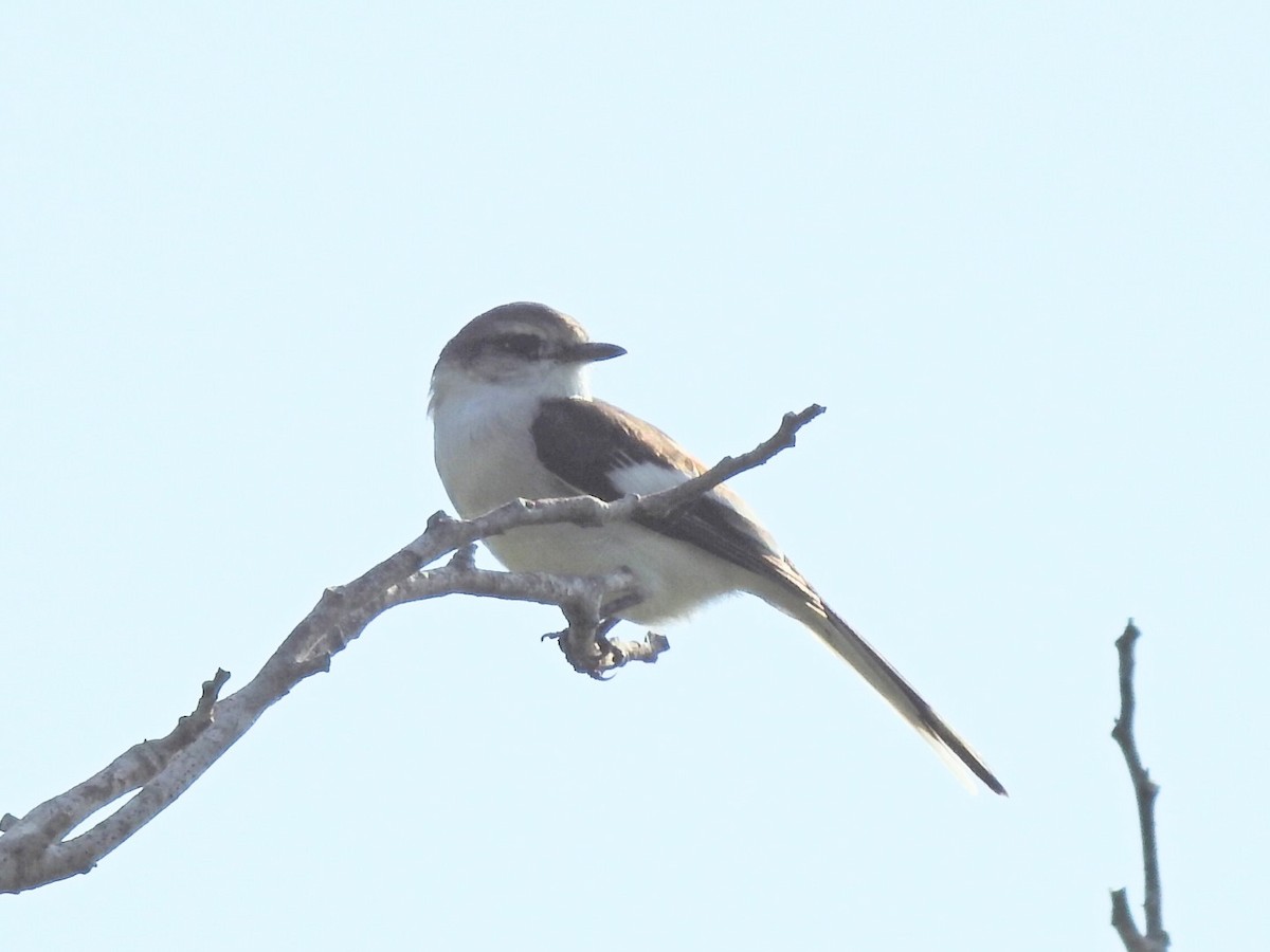 Minivet Ventriblanco - ML620477589