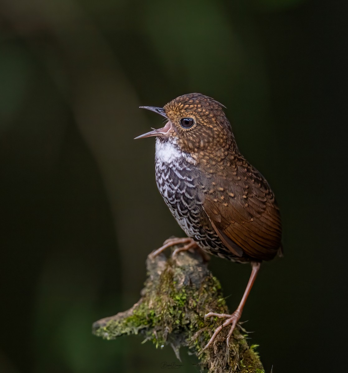 Scaly-breasted Cupwing - BIPLAB BANERJEE