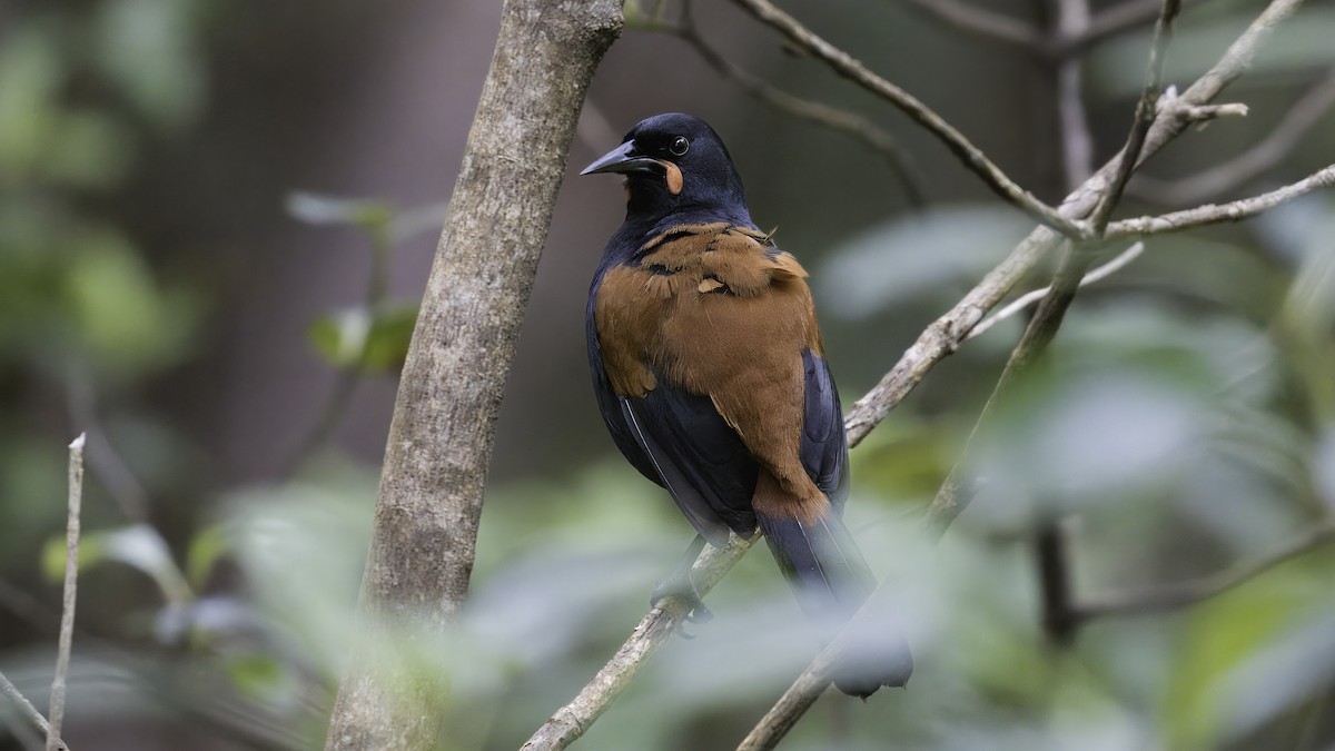 South Island Saddleback - ML620477597