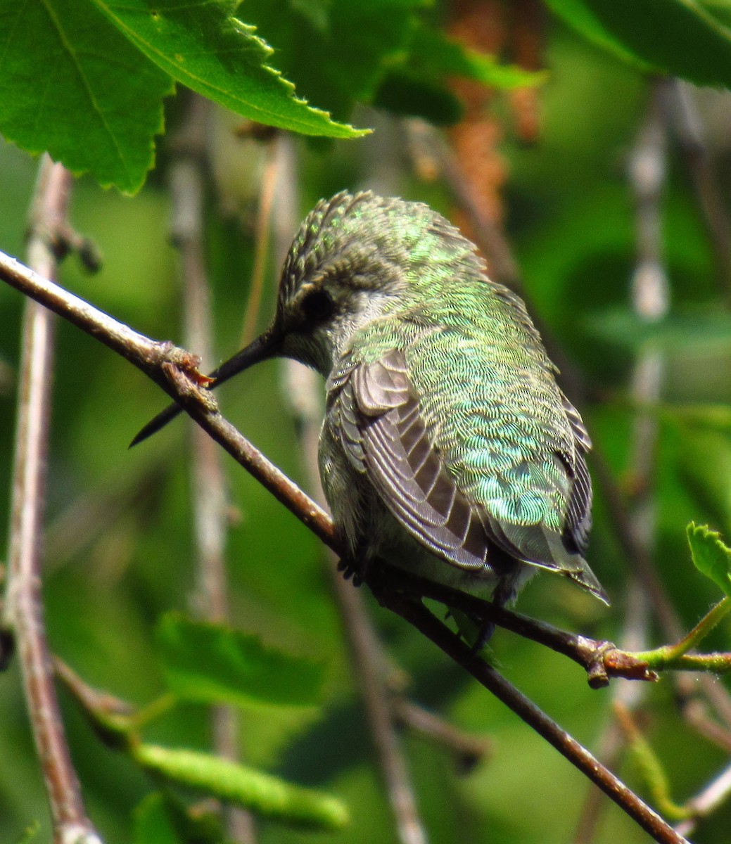 Anna's Hummingbird - ML620477598