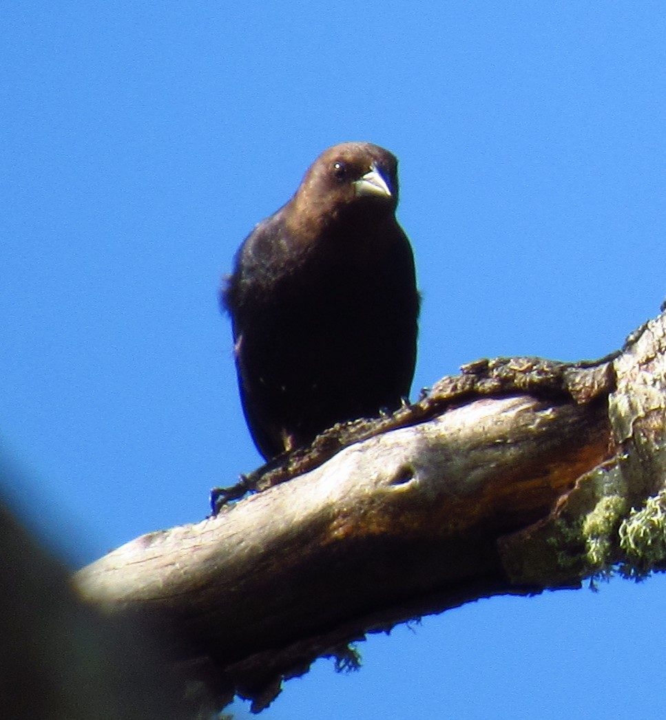 Brown-headed Cowbird - ML620477599