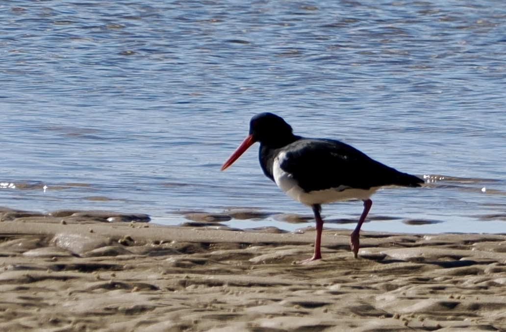 Pied Oystercatcher - ML620477600