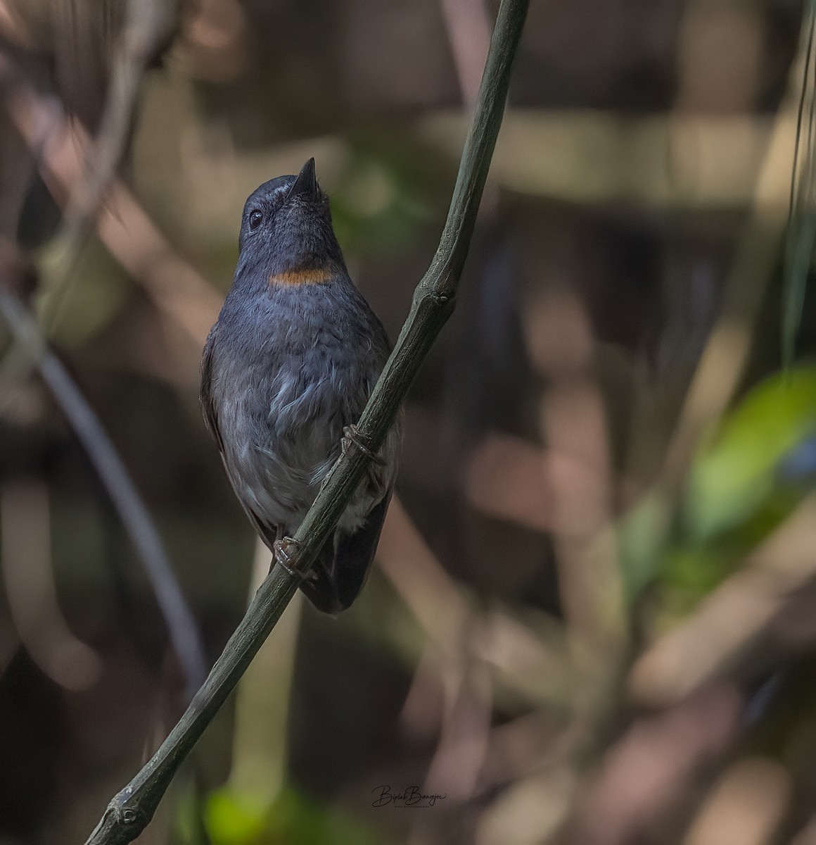 Rufous-gorgeted Flycatcher - ML620477601