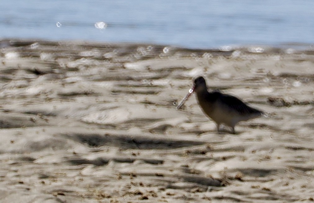 Bar-tailed Godwit - ML620477602