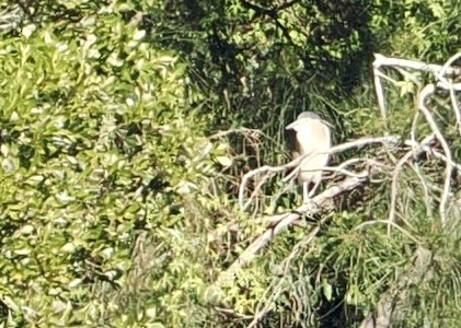 Nankeen Night Heron - ML620477605