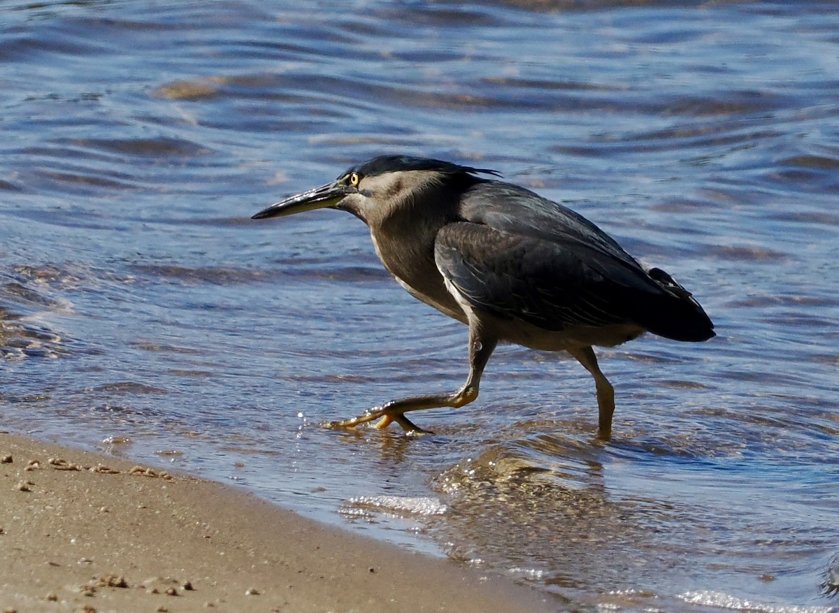 Striated Heron - ML620477606