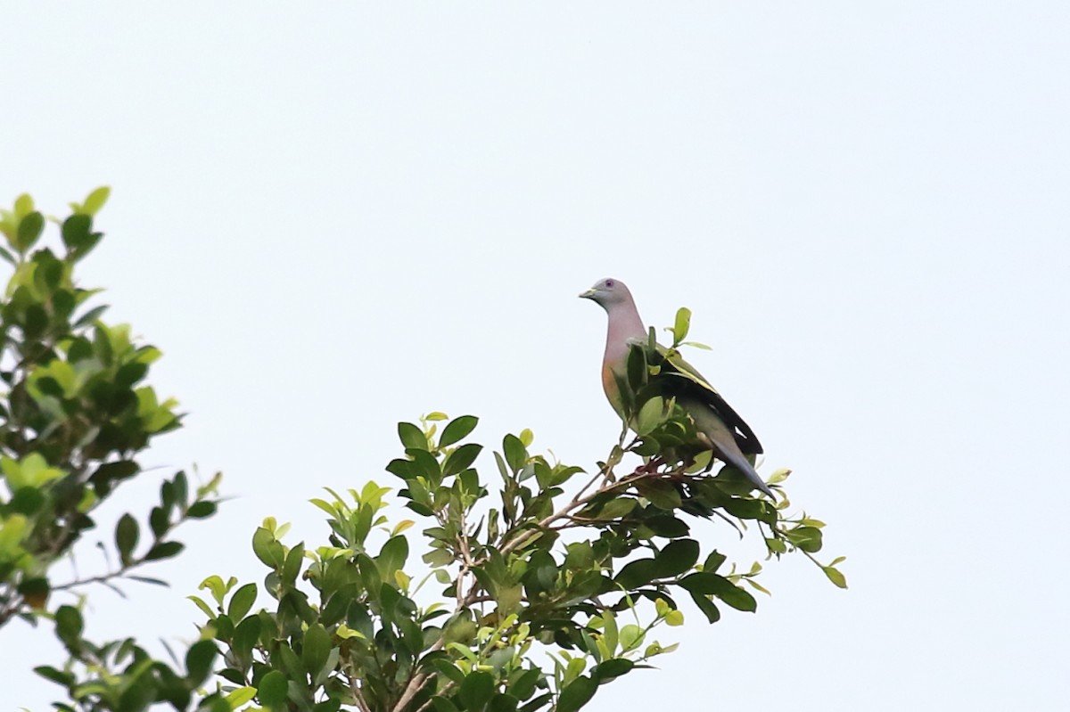 Pink-necked Green-Pigeon - ML620477609