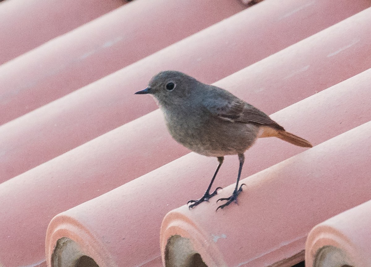 Black Redstart - ML620477611