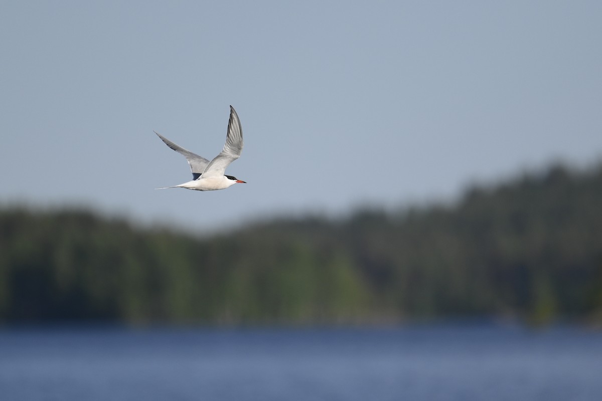 Common Tern - Mikael Oksanen