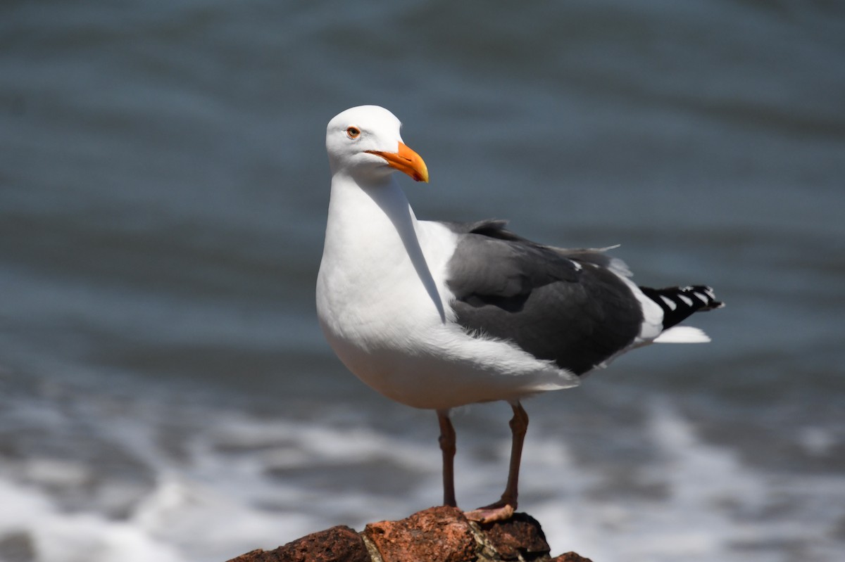 Western Gull - ML620477613