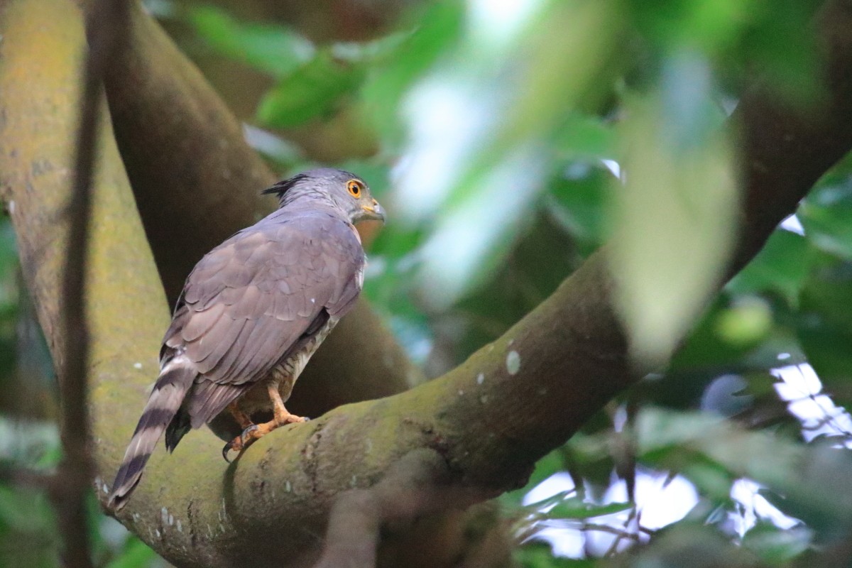 Crested Goshawk - ML620477615