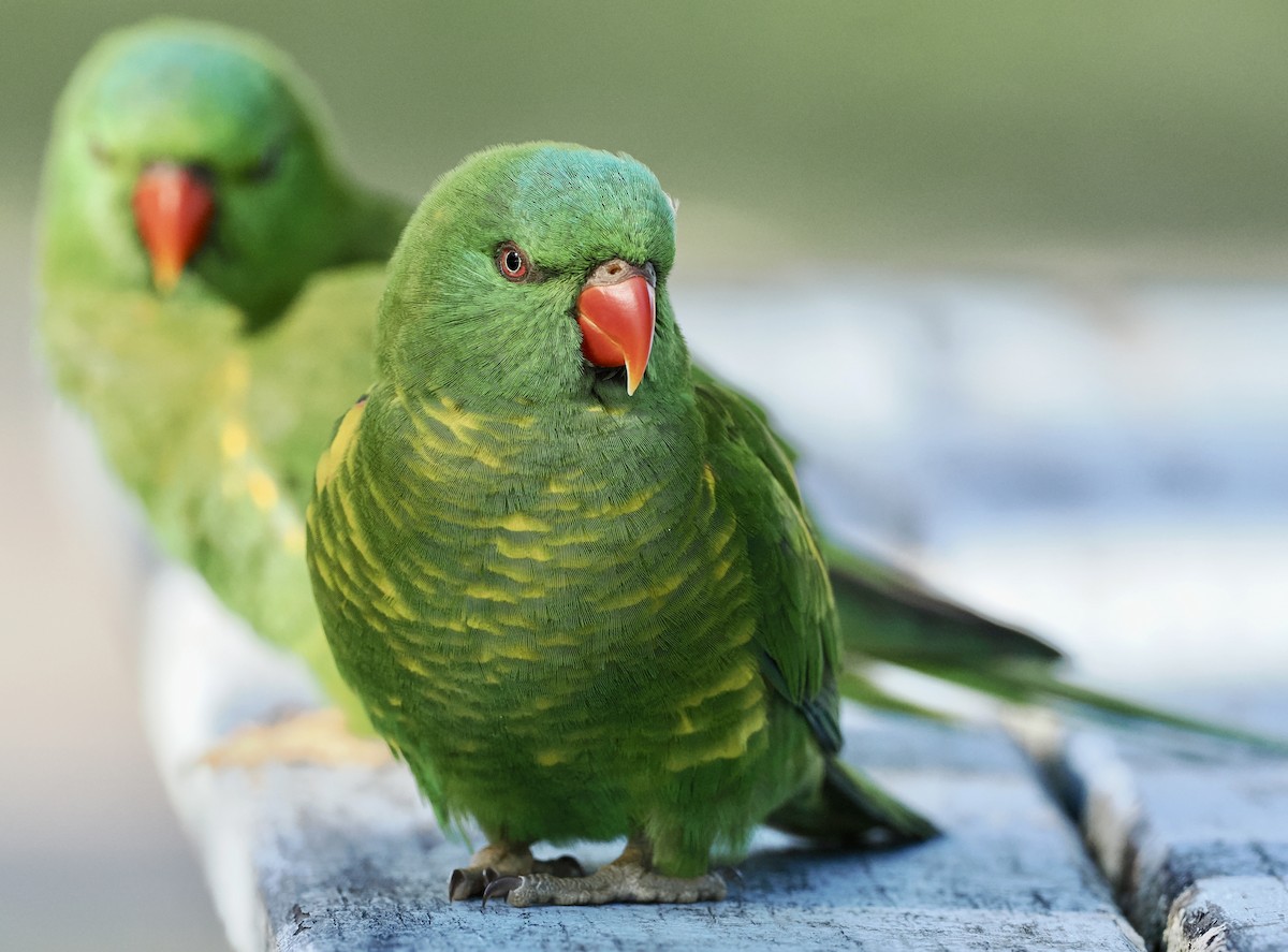 Scaly-breasted Lorikeet - ML620477616