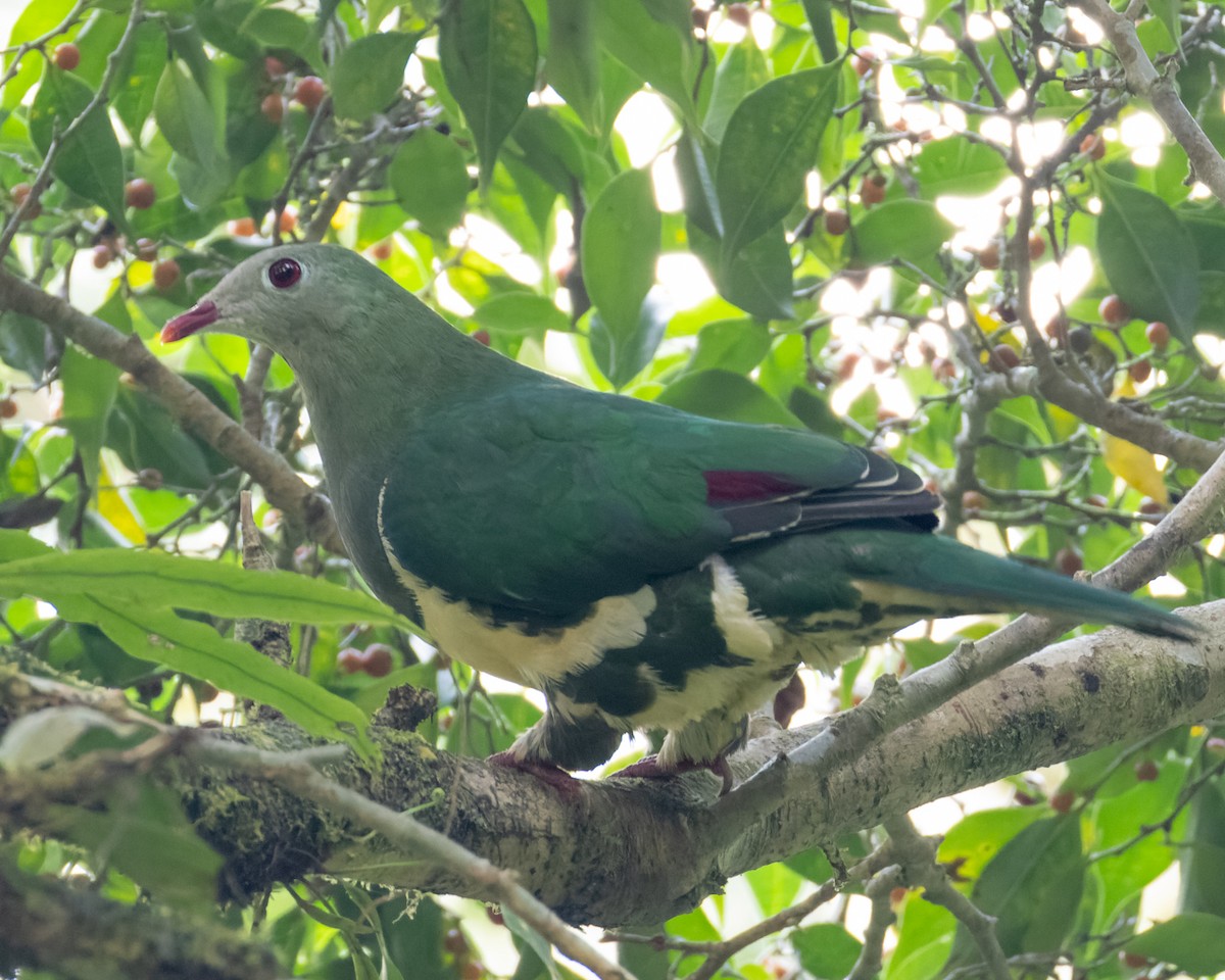 Cream-breasted Fruit-Dove - ML620477619