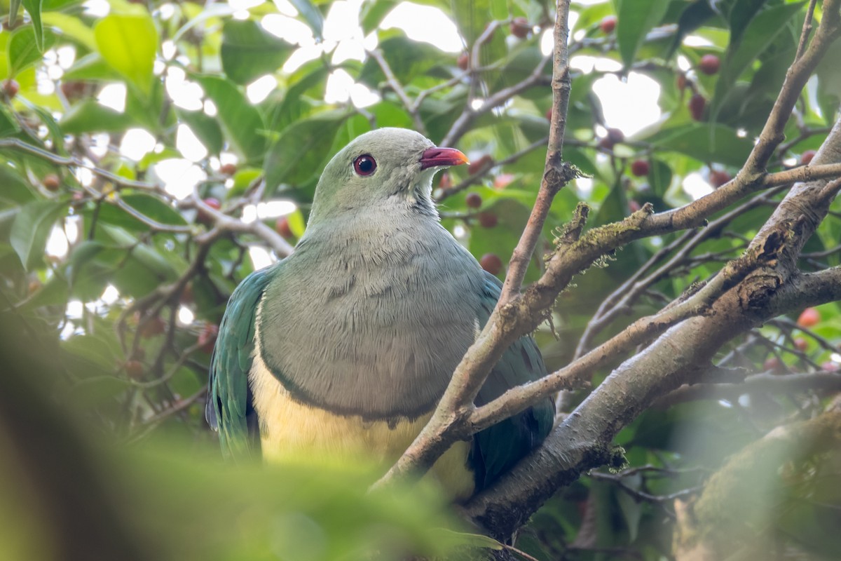 Cream-breasted Fruit-Dove - ML620477620