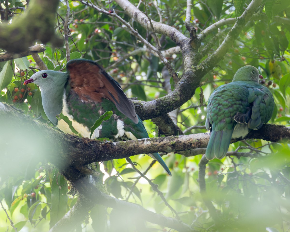 Cream-breasted Fruit-Dove - ML620477622