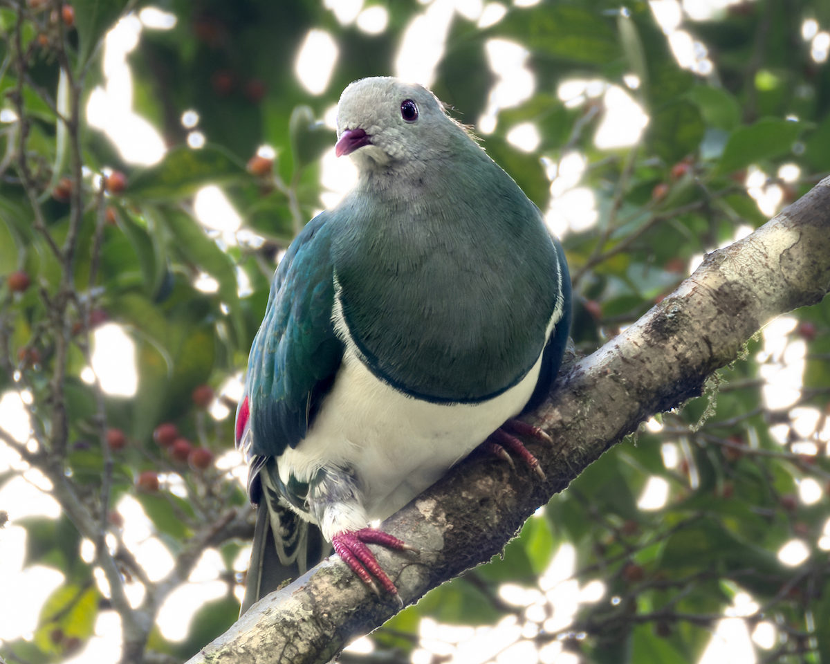 Cream-breasted Fruit-Dove - ML620477624