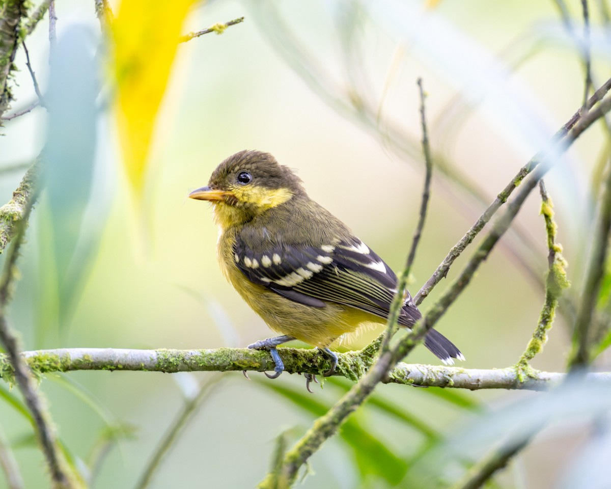 Elegant Tit - ML620477627