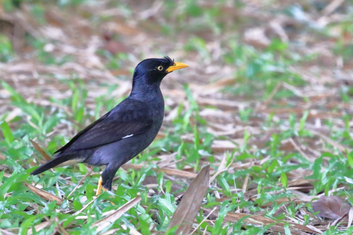 Javan Myna - ML620477631