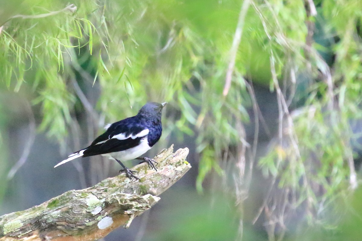 Oriental Magpie-Robin - ML620477632