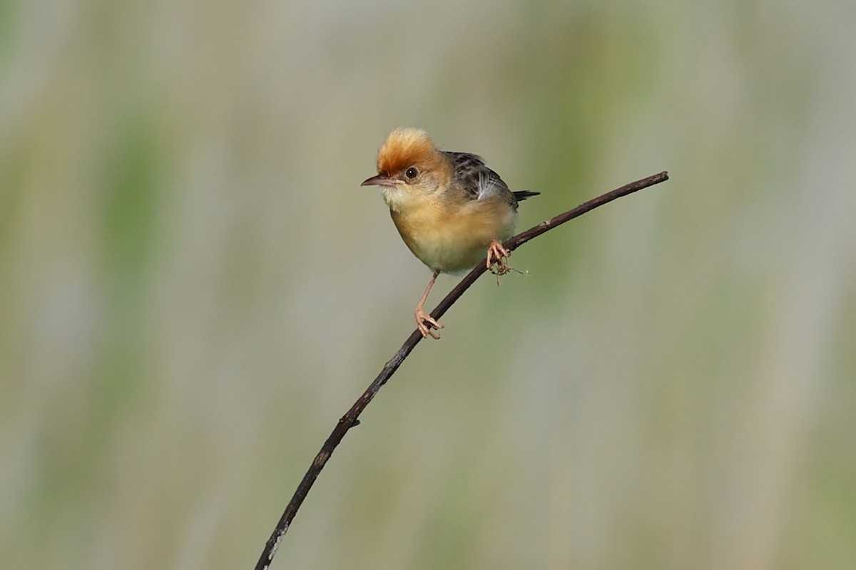 Golden-headed Cisticola - ML620477635