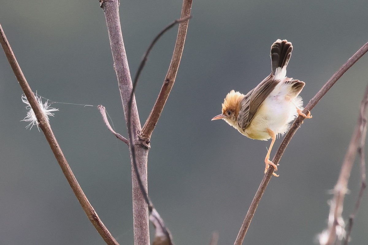 Golden-headed Cisticola - ML620477637