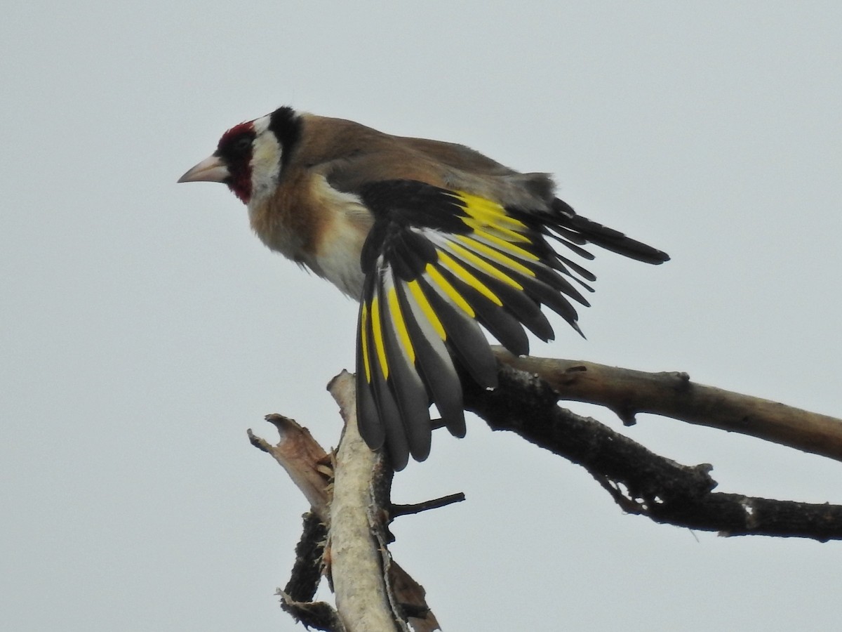 European Goldfinch - ML620477646