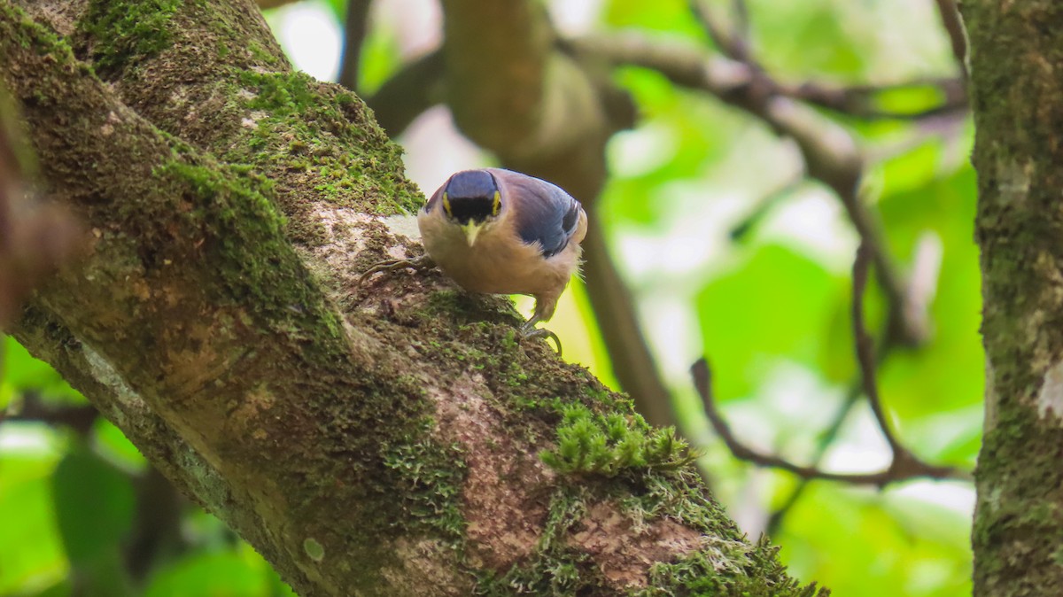 Sulphur-billed Nuthatch - ML620477648