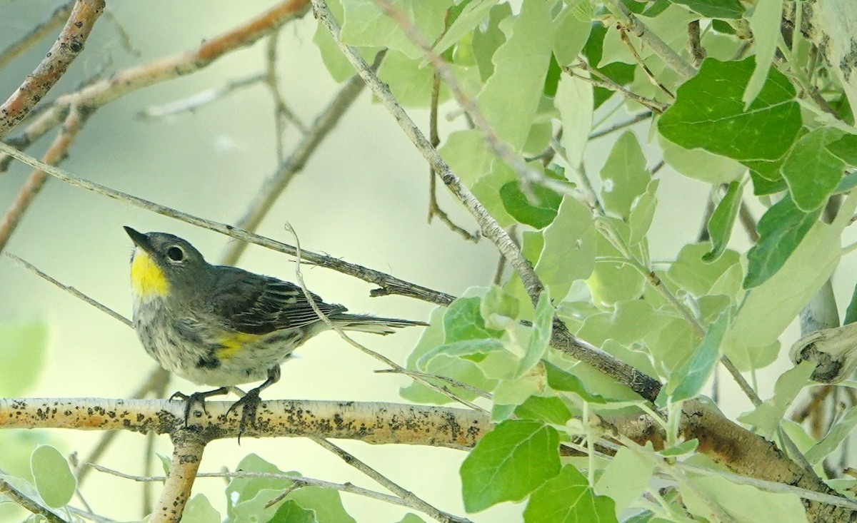 Yellow-rumped Warbler (Audubon's) - ML620477649