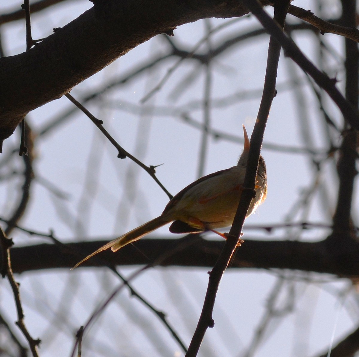 Common Tailorbird - ML620477651