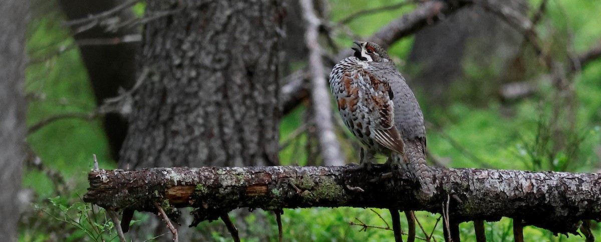 Hazel Grouse - ML620477654