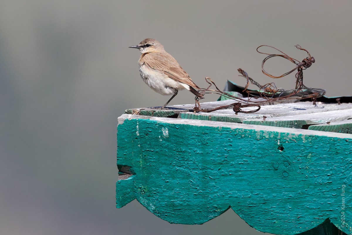 Isabelline Wheatear - ML620477657