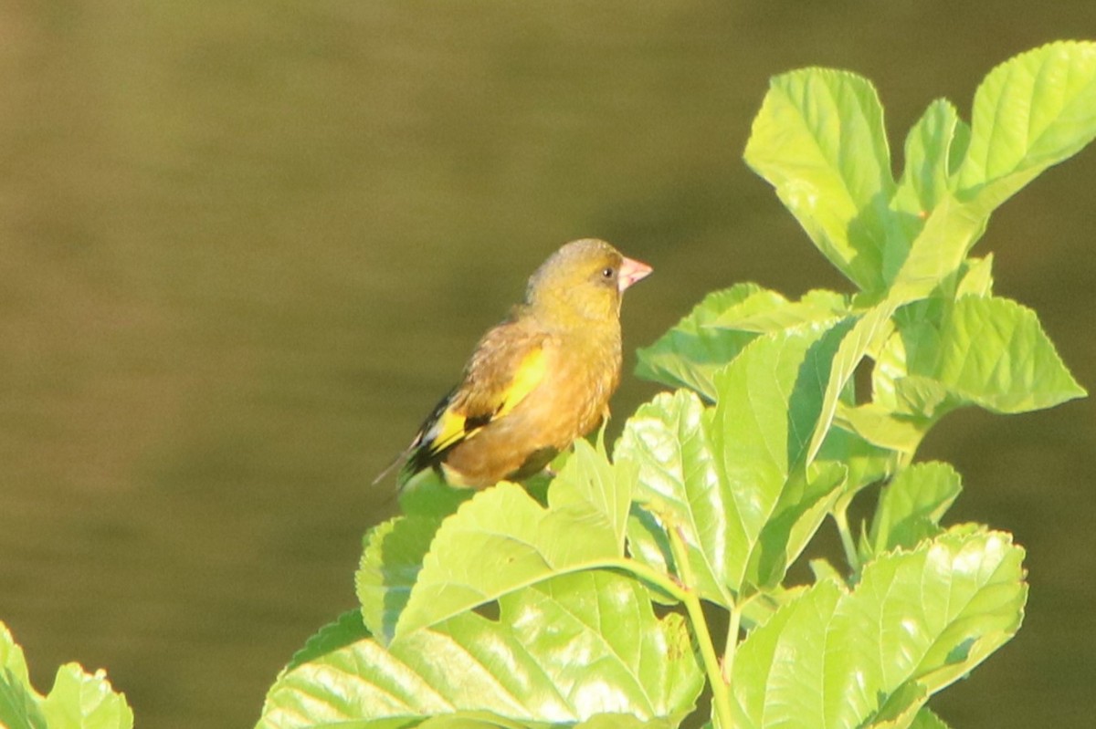 Oriental Greenfinch - ML620477658