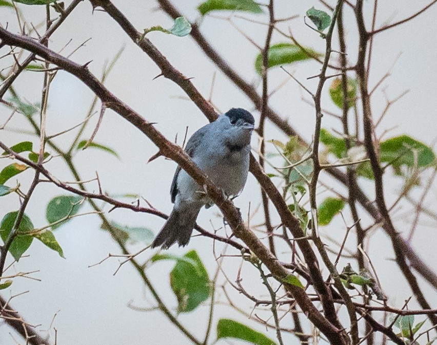 Eurasian Blackcap - ML620477659