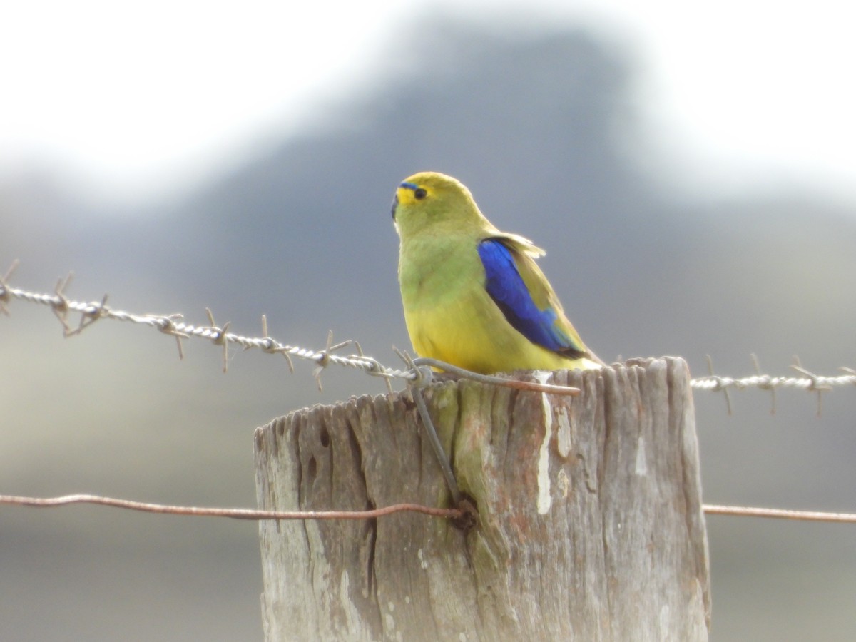 Blue-winged Parrot - ML620477662