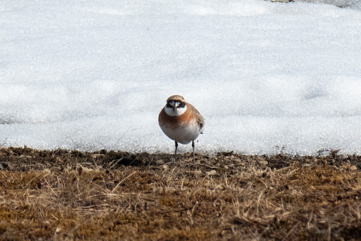 Siberian Sand-Plover - ML620477663