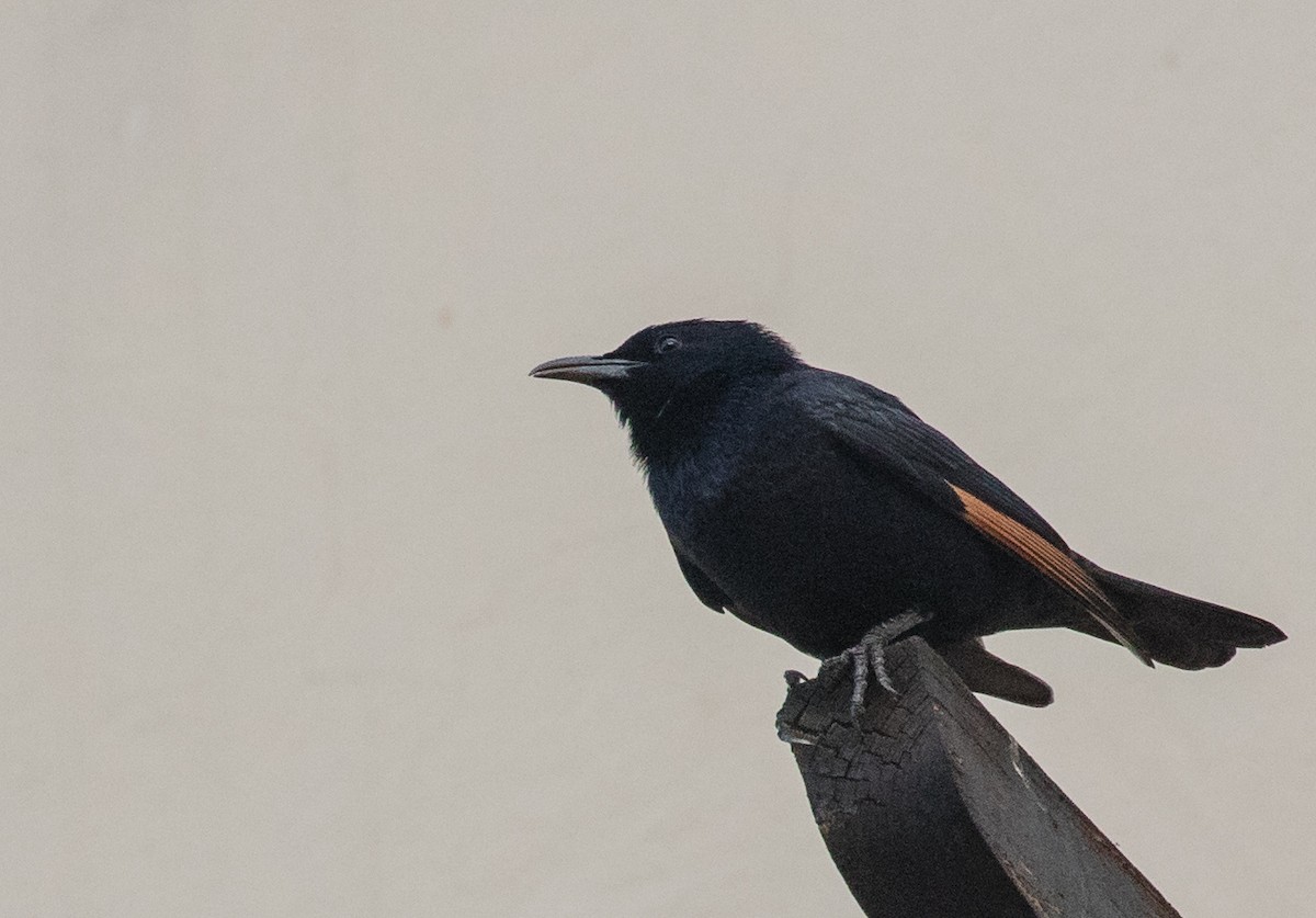 Tristram's Starling - ML620477666