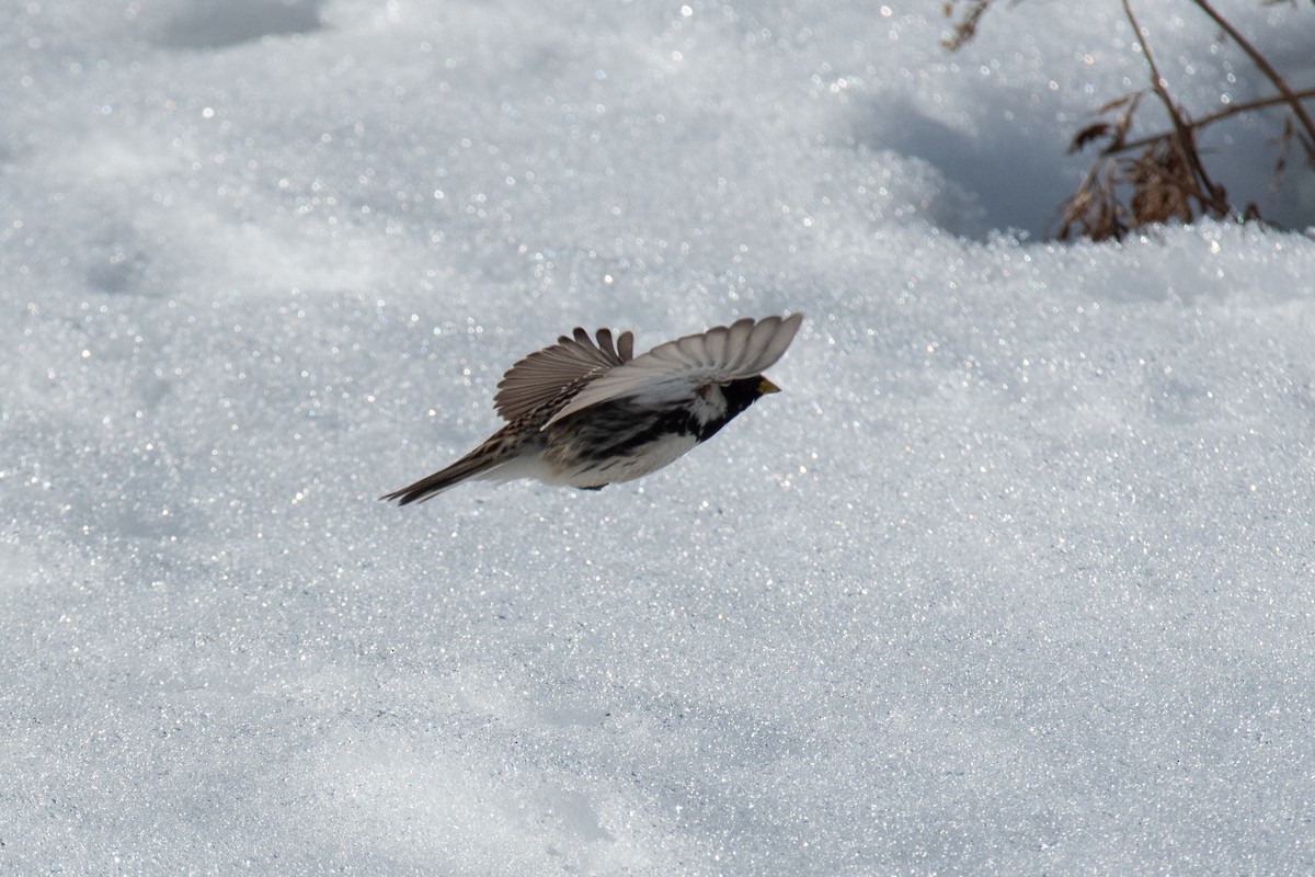 Lapland Longspur - ML620477677