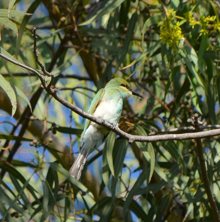 Asian Green Bee-eater - ML620477678