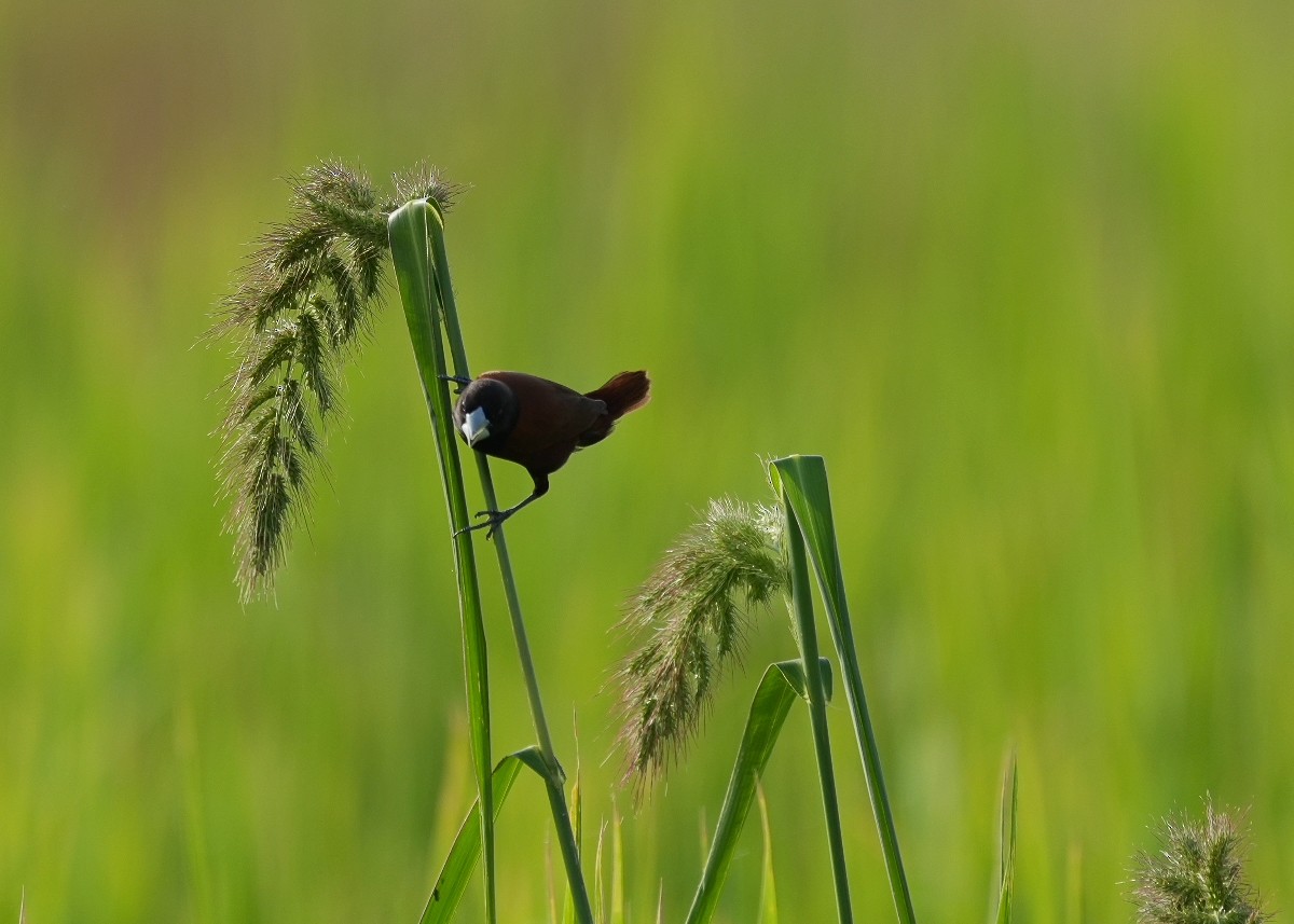 Chestnut Munia - ML620477684