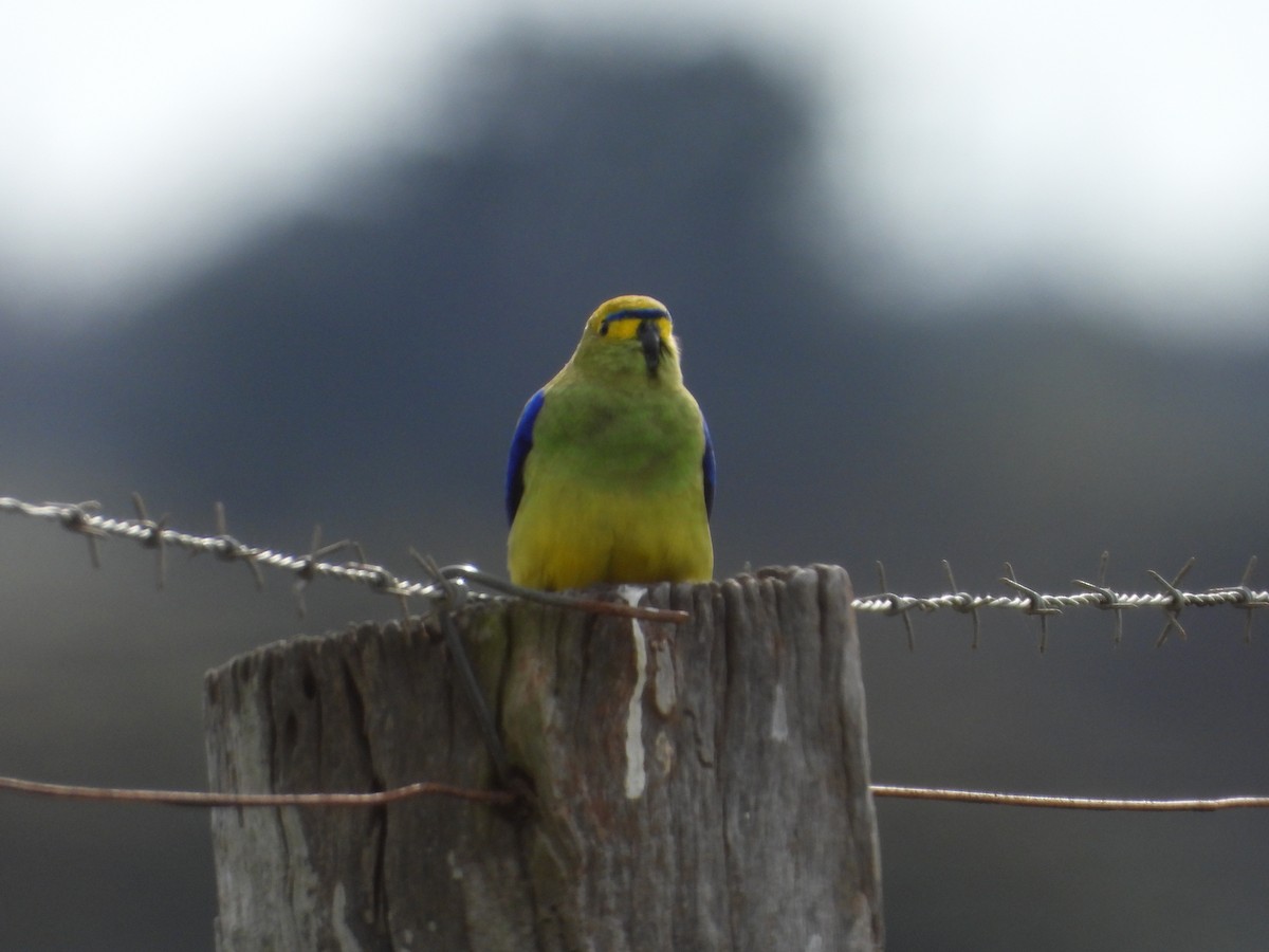 Blue-winged Parrot - ML620477685