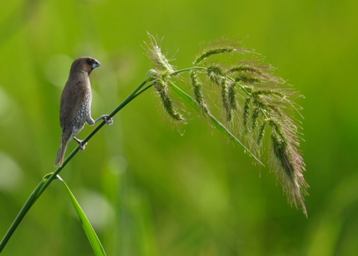 Scaly-breasted Munia - Ian Cary Prado