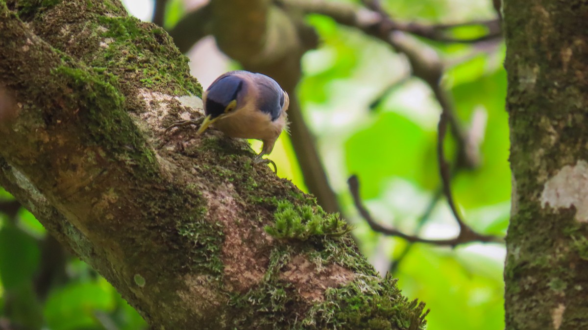 Sulphur-billed Nuthatch - ML620477689