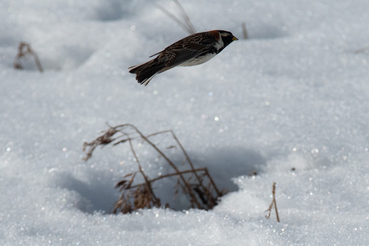 Lapland Longspur - ML620477691