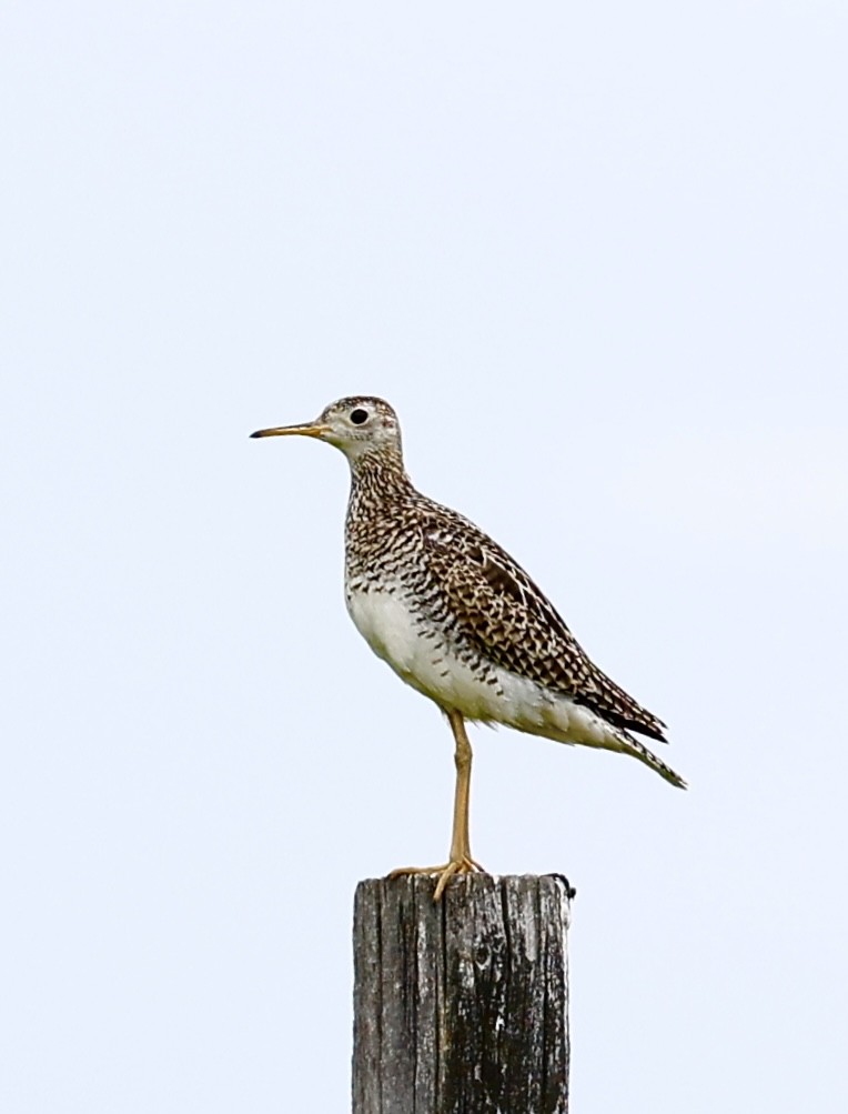 Upland Sandpiper - ML620477697