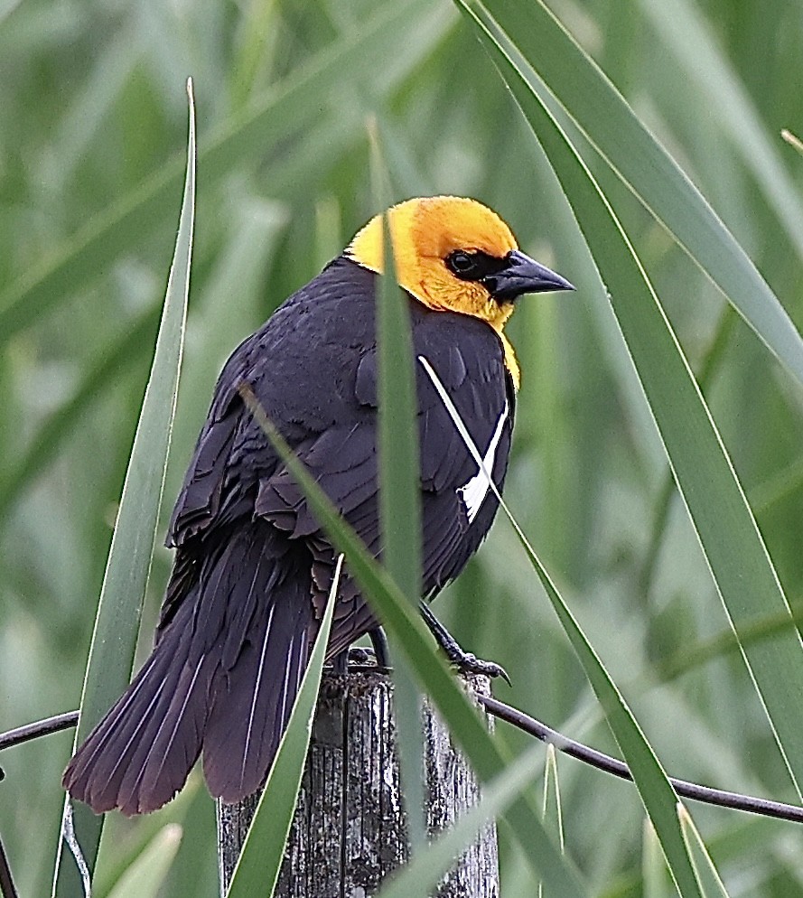 Yellow-headed Blackbird - ML620477704