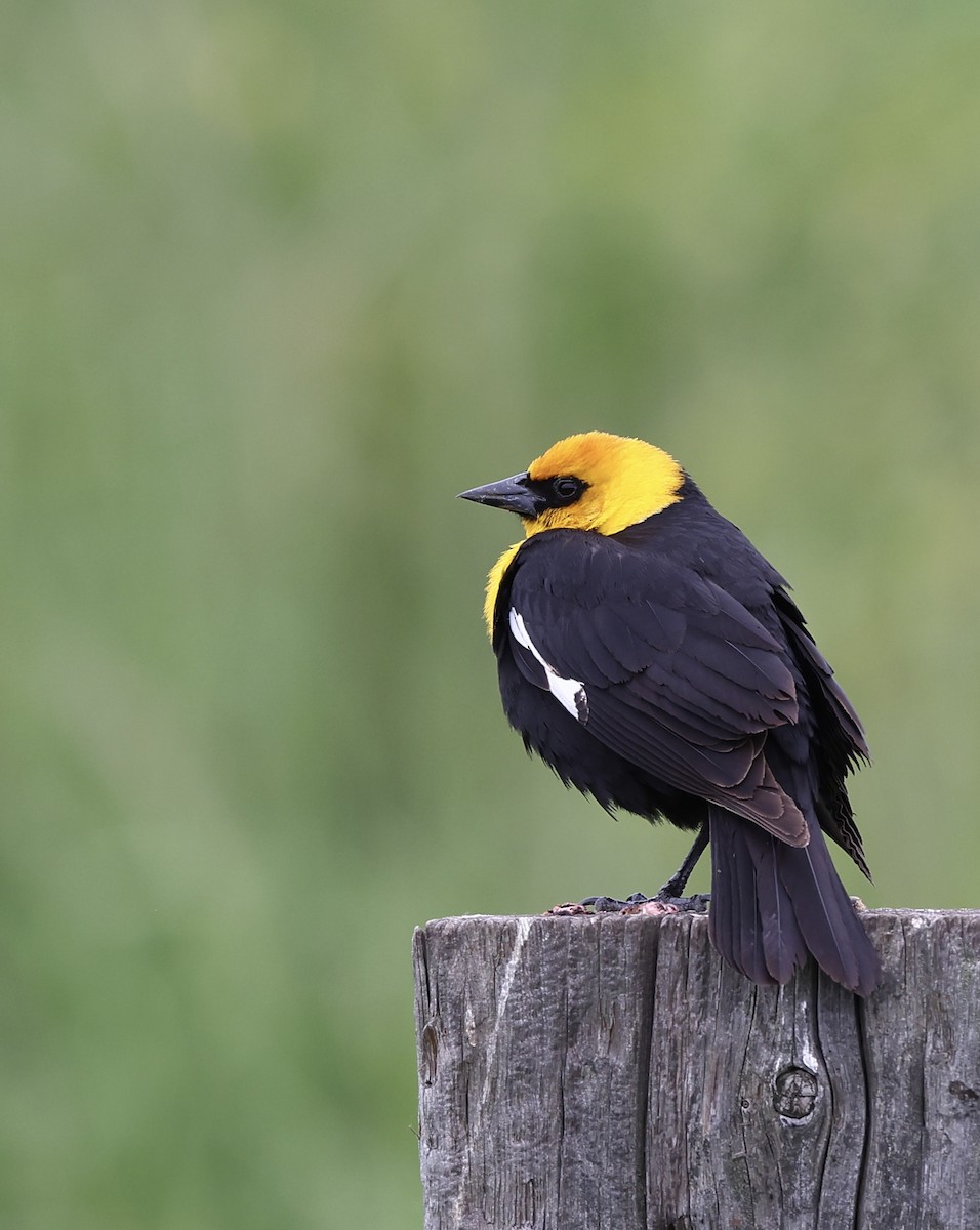 Yellow-headed Blackbird - ML620477705